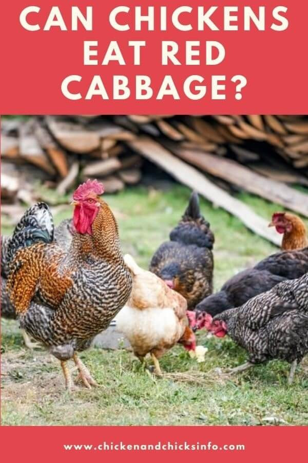Can Chickens Eat Cabbage
 Can Chickens Eat Red Cabbage Benefits Facts Chicken