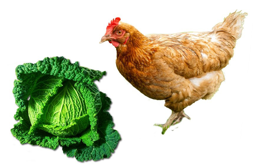 Can Chickens Eat Cabbage
 Can Chickens Eat Cabbage Things to bear in mind