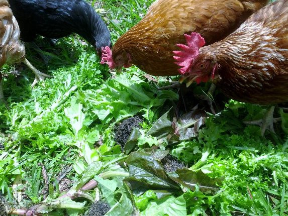 Can Chickens Eat Cabbage
 How to grow lettuce
