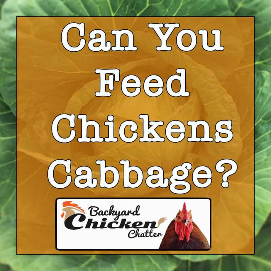 Can Chickens Eat Cabbage
 Can Chickens Eat Cabbage