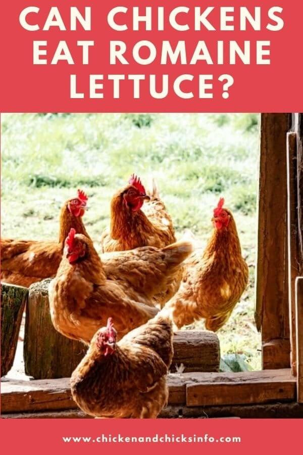 Can Chickens Eat Cabbage
 Can Chickens Eat Romaine Lettuce Other Veggies