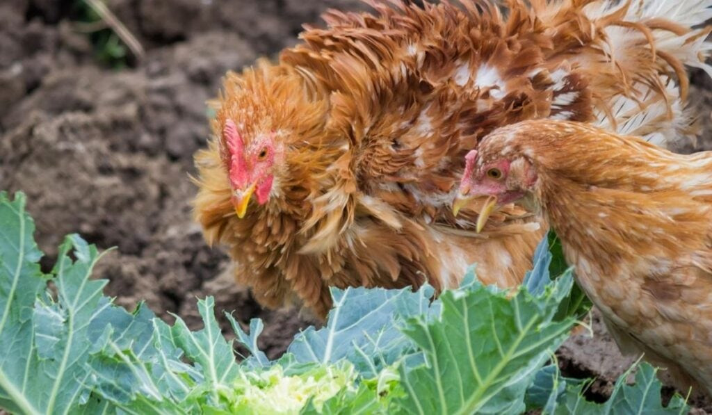 Can Chickens Eat Cabbage
 Can Chickens Eat Cabbage – The Hip Chick