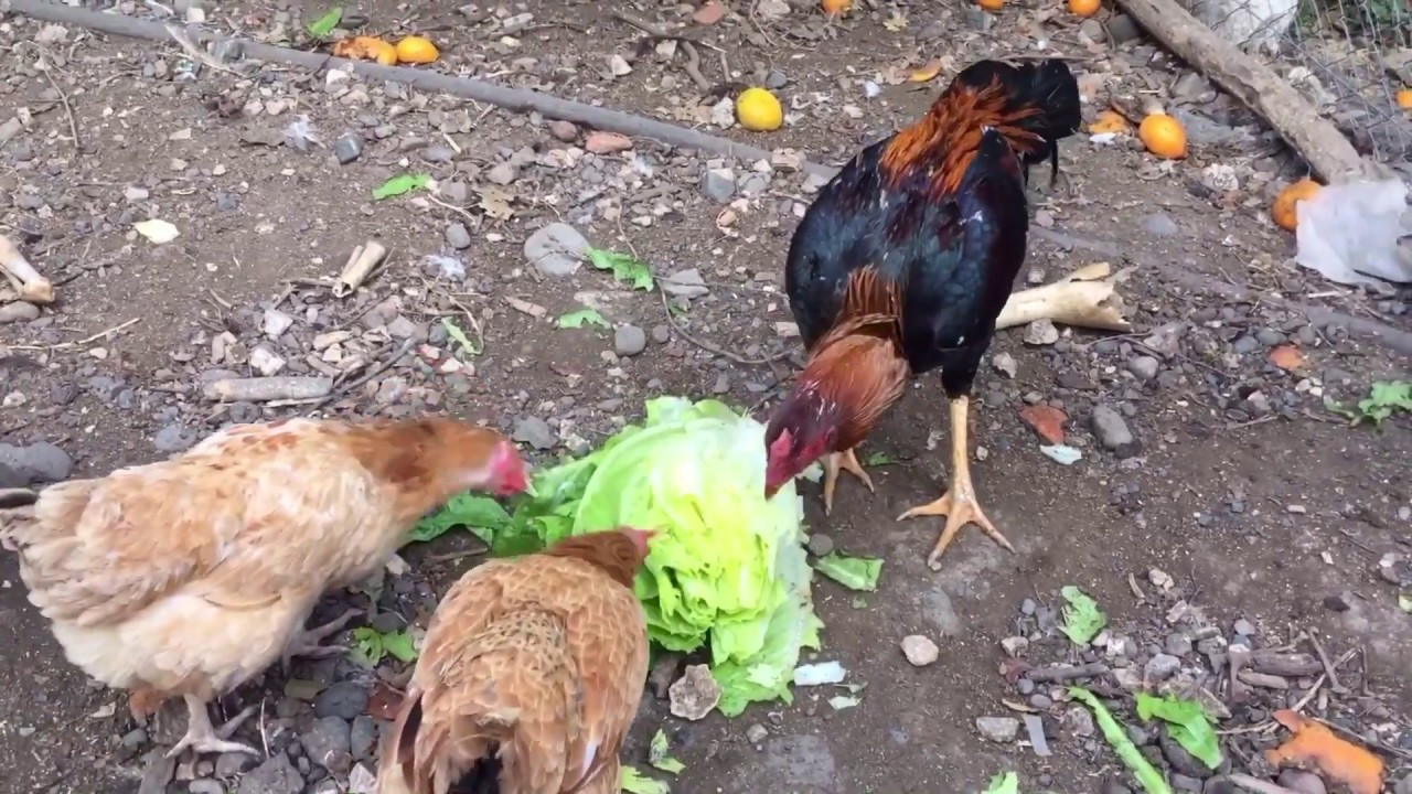 Can Chickens Eat Cabbage
 Tavuklarımızın Marul Ziyafeti ve Yeşilliğin Faydaları