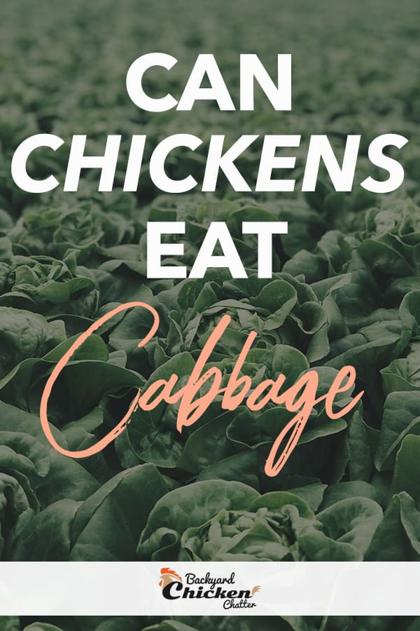 Can Chickens Eat Cabbage
 Can Chickens Eat Cabbage
