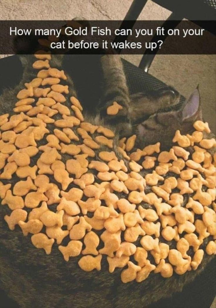 Can Dogs Eat Goldfish Crackers
 How many Gold Fish can you fit on your cat before it wakes