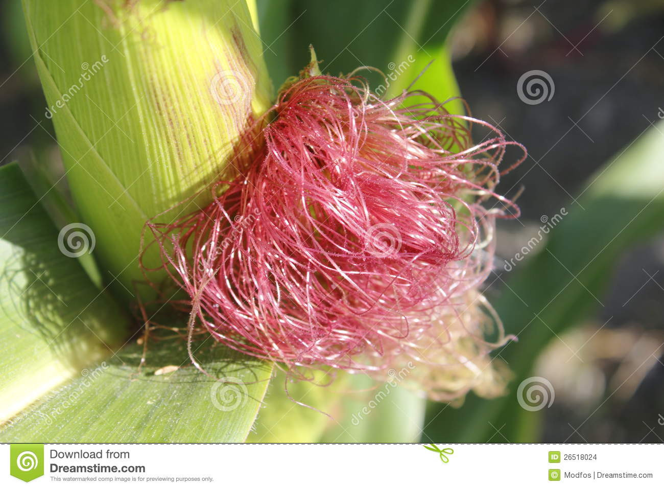 Corn Fiber Content
 Corn Fiber stock photo Image of hair strand plant