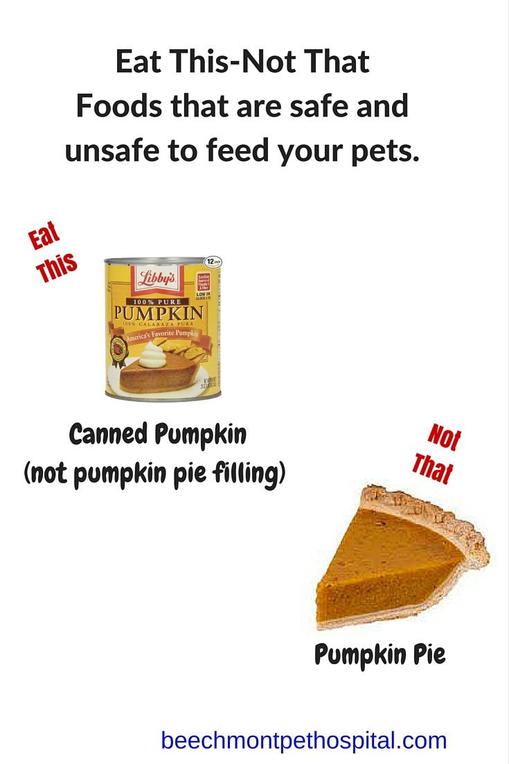 Fiber In Pumpkin Pie
 Canned pumpkin not raw not pumpkin pie filling is