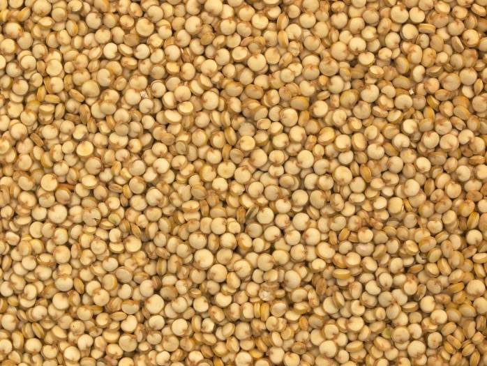 Grain Like Quinoa
 Keen what Quinoa Things to consider for quinoa production