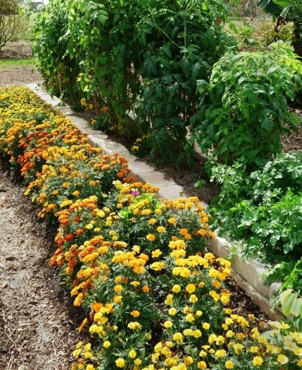 Sweet Potato Companion Plants
 28 panion Planting binations To Grow The Tastiest