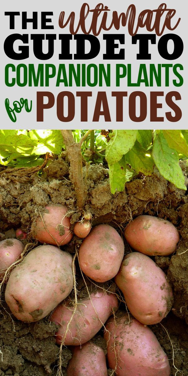 Sweet Potato Companion Plants
 The Best Potato panion Plants for Your Backyard Garden