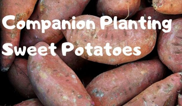 Sweet Potato Companion Plants
 panion Planting Sweet Potatoes