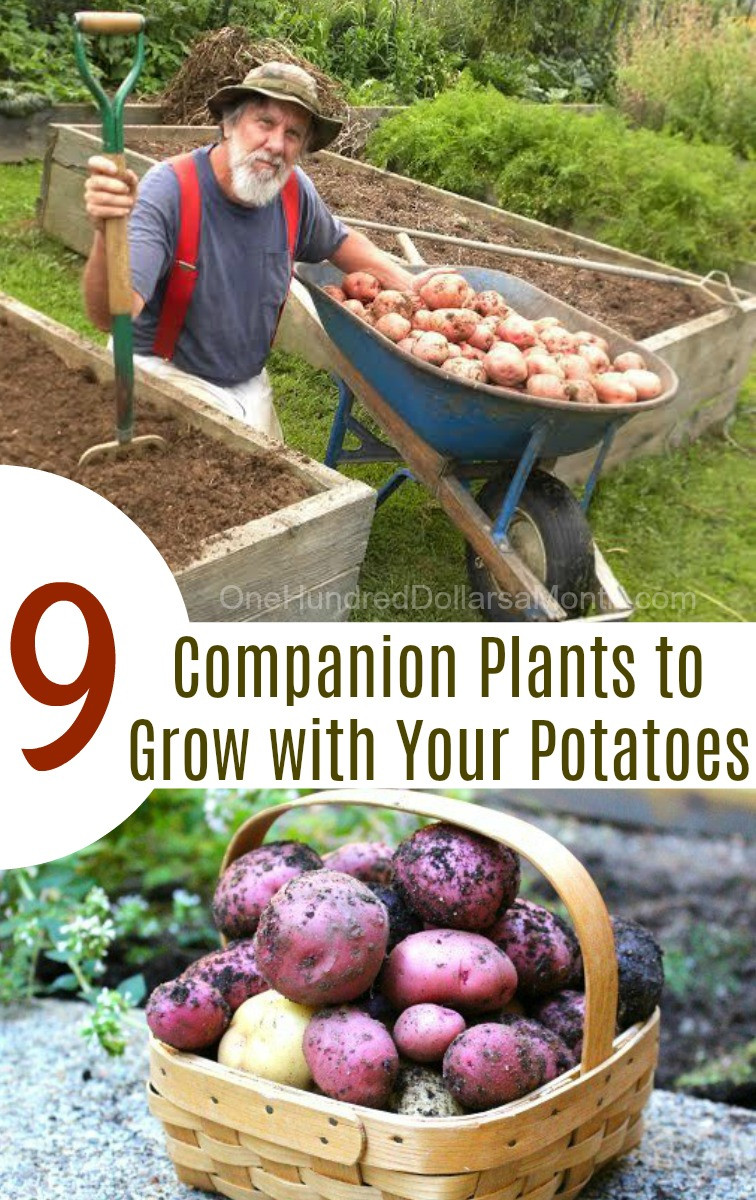 Sweet Potato Companion Plants
 9 panion Plants to Grow with Your Potatoes e
