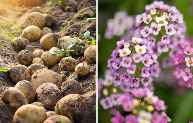 Sweet Potato Companion Plants
 26 Plants You Should Always Grow Side By Side