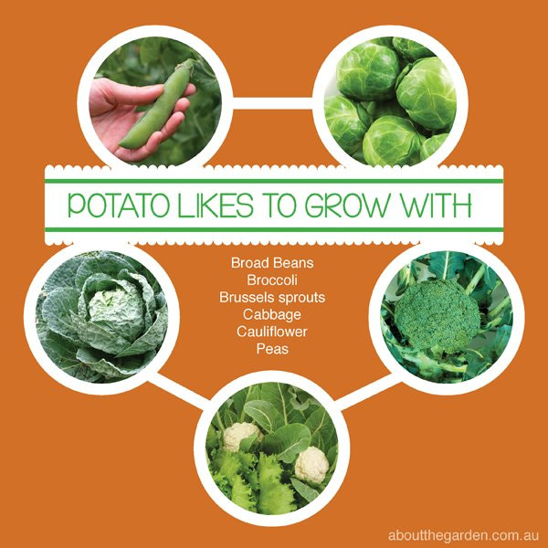 Sweet Potato Companion Plants
 How to Grow Potato The Super Tuber Plant Autumn
