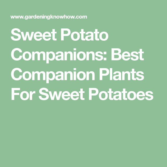 Sweet Potato Companion Plants
 Sweet Potato panions Best panion Plants For Sweet