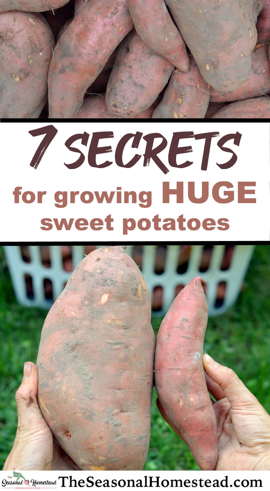 Sweet Potato Companion Plants
 7 Secrets For Growing HUGE Sweet Potatoes in 2020