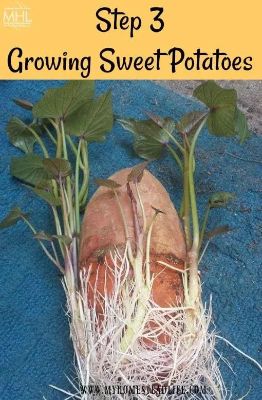 Sweet Potato Companion Plants
 How To Grow Sweet Potatoes In 5 Easy Steps in 2020
