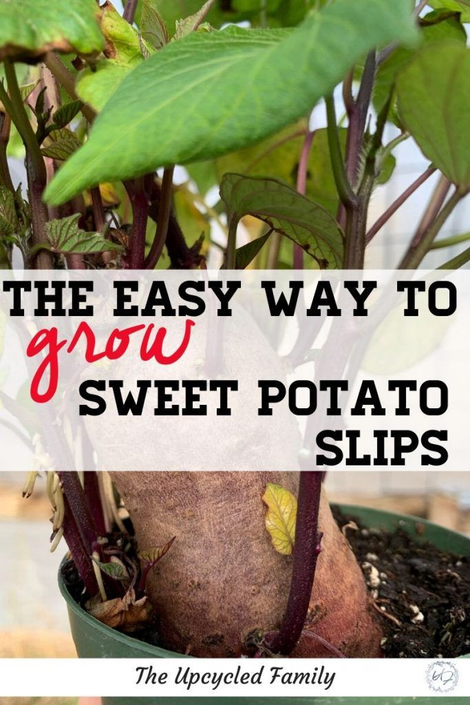 Sweet Potato Companion Plants
 The faster way to grow your own sweet potatoes in 2020