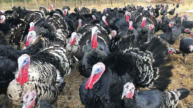 Turkey For Thanksgiving 2020
 Scaled back Thanksgiving plans leave turkey farmers in