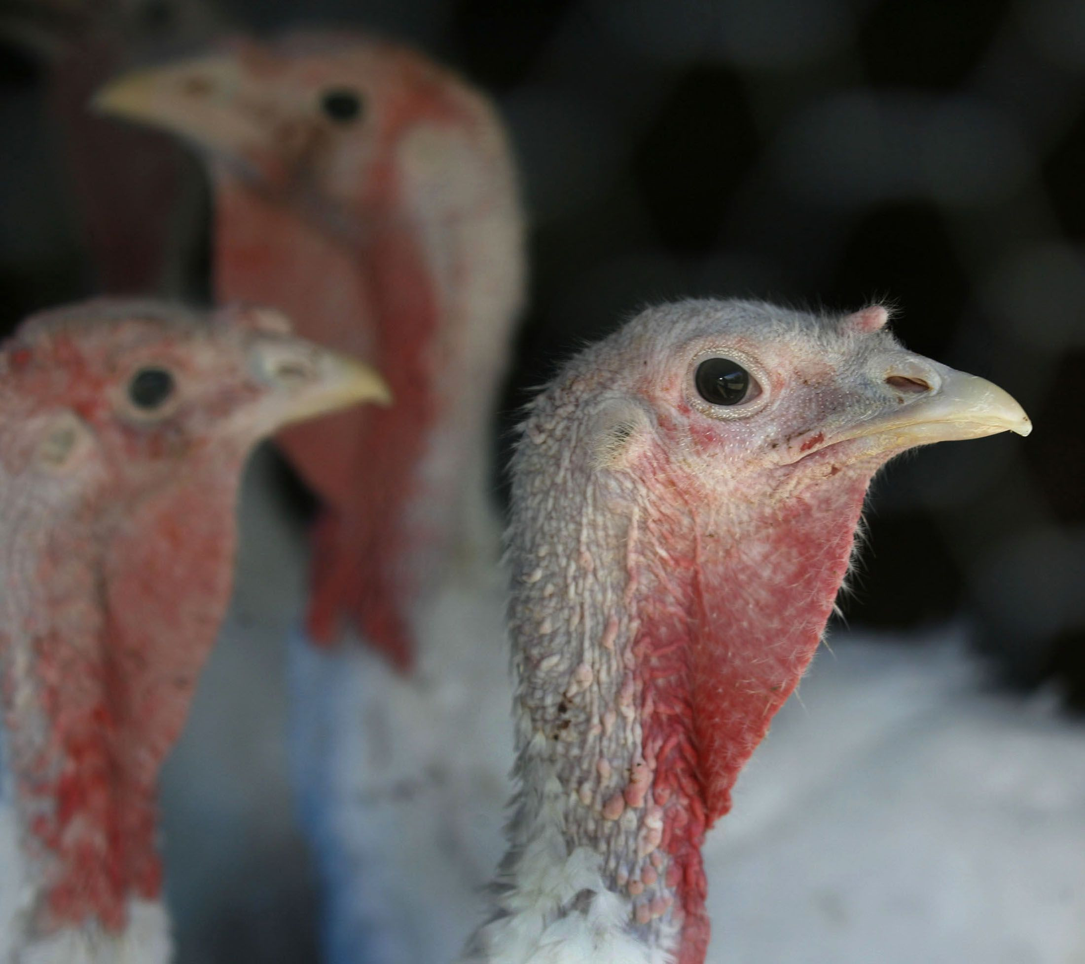 Turkey For Thanksgiving 2020
 Pandemic hit turkey industry hoping for Thanksgiving bump