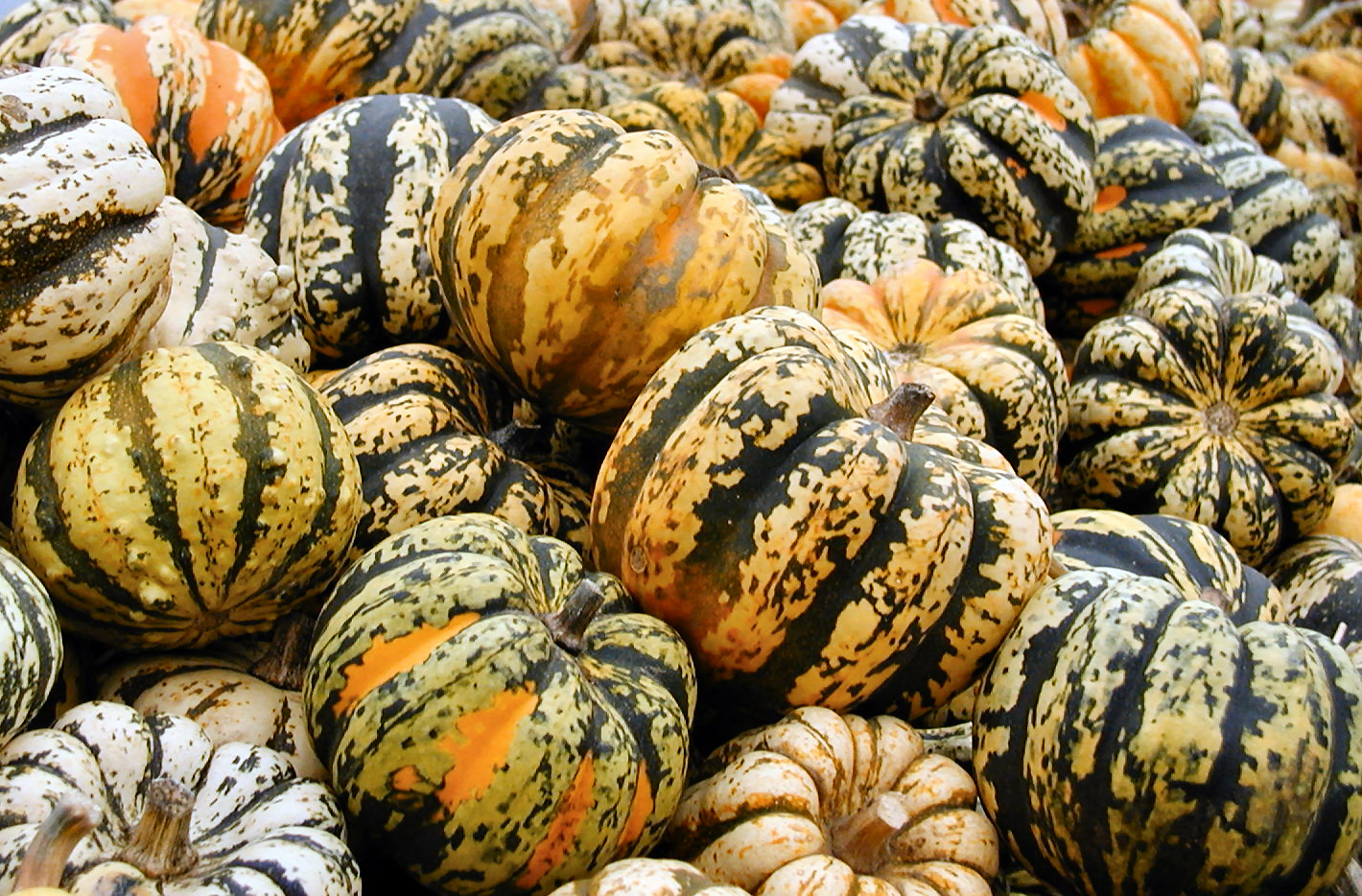 Winter Squash Varieties
 Get to Know These 11 Winter Squashes Chowhound