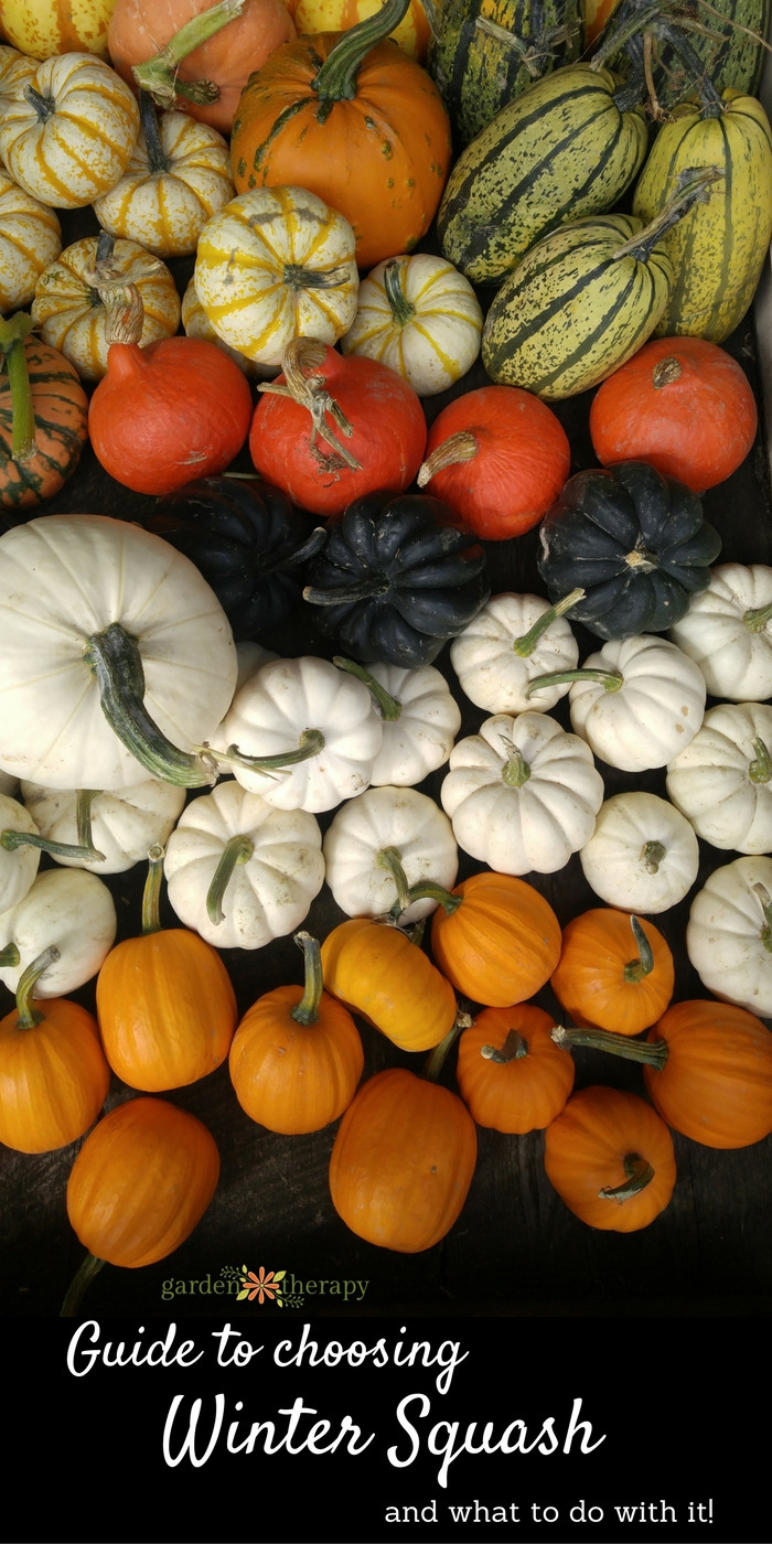 Winter Squash Varieties
 What the Heck is That Your Guide to Delicious Winter
