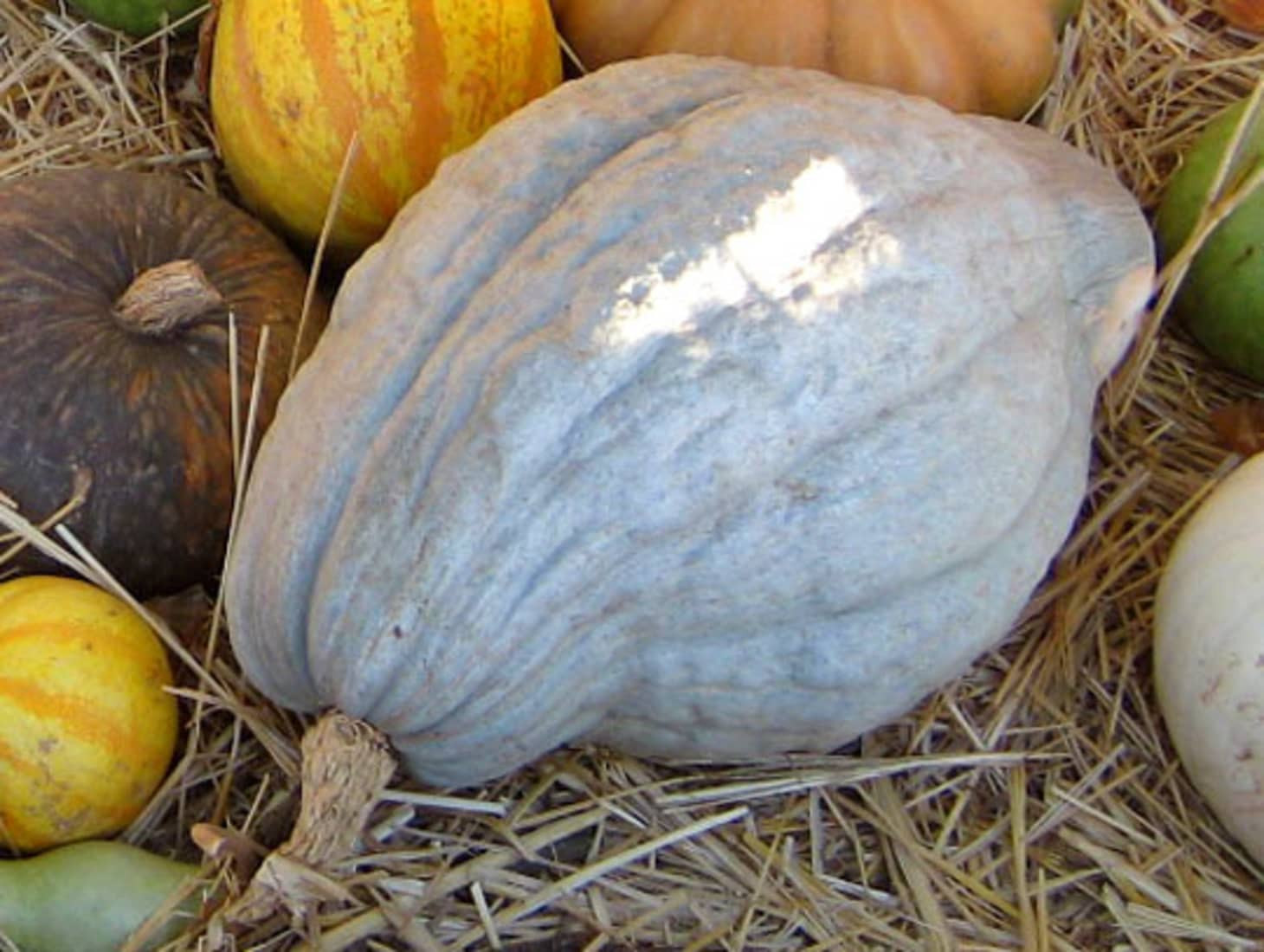 Winter Squash Varieties
 The 11 Varieties of Winter Squash You Need to Know