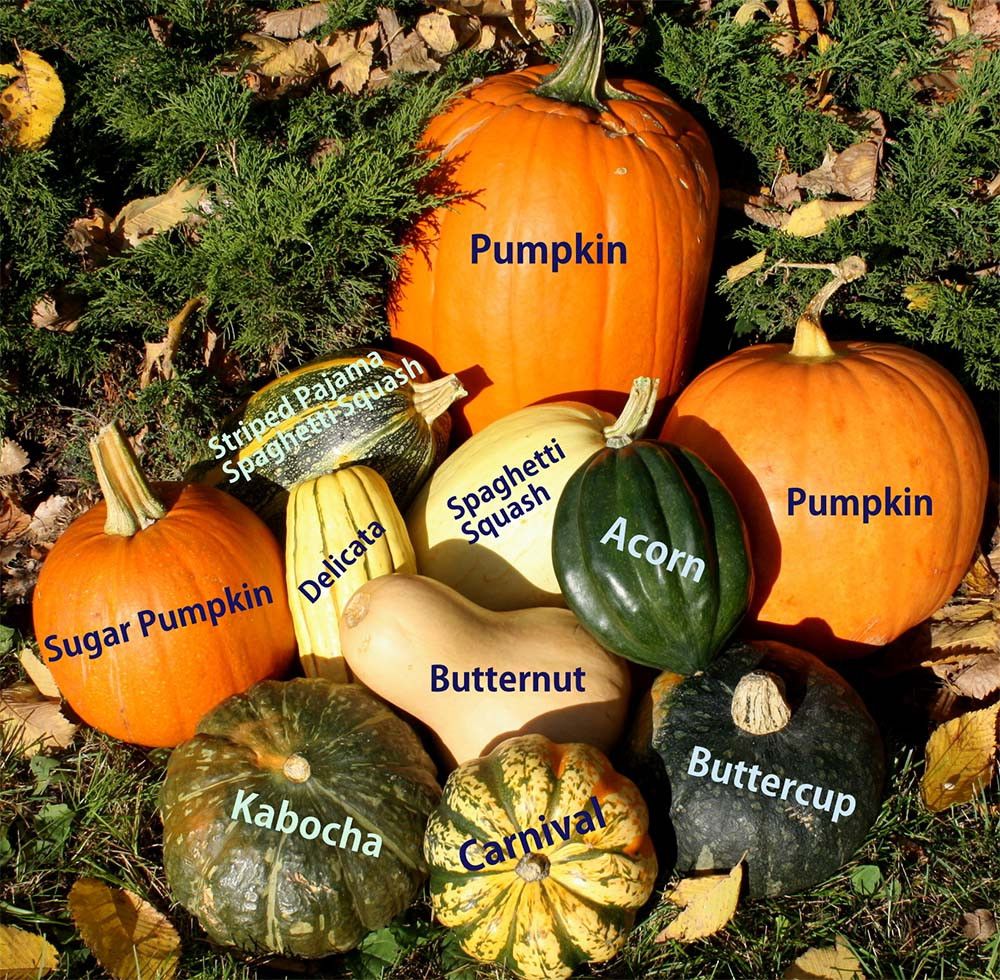 Winter Squash Varieties
 The Many Virtues of Winter Squash