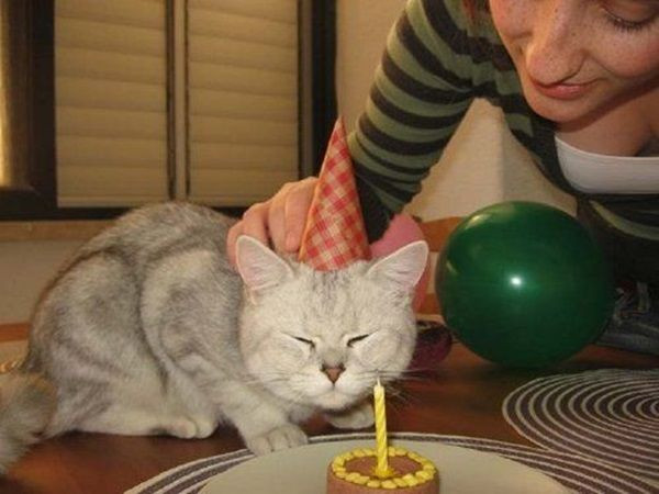 Cat Birthday Cake Recipe
 